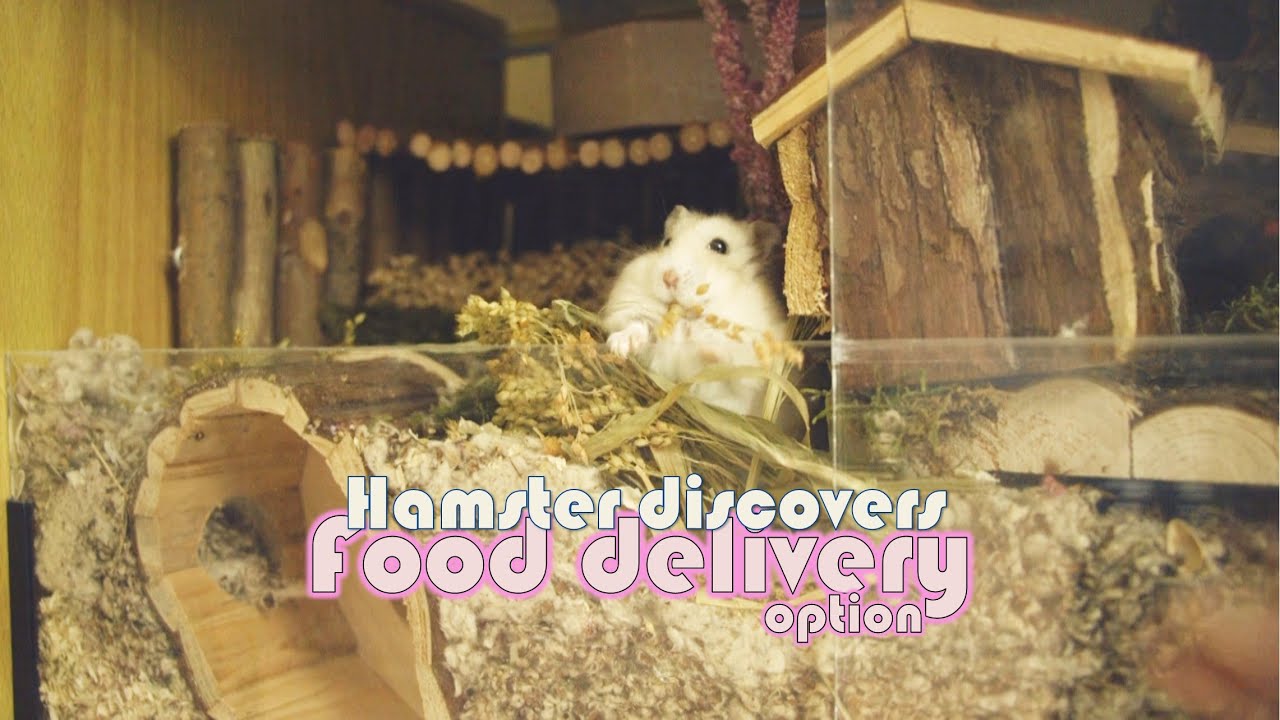 View of When the Hamster starts Ordering Food 😝 - YouTube