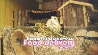 When the Hamster starts Ordering Food 😝