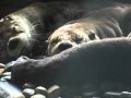 Cute Otters slumber at the Seattle Aquarium