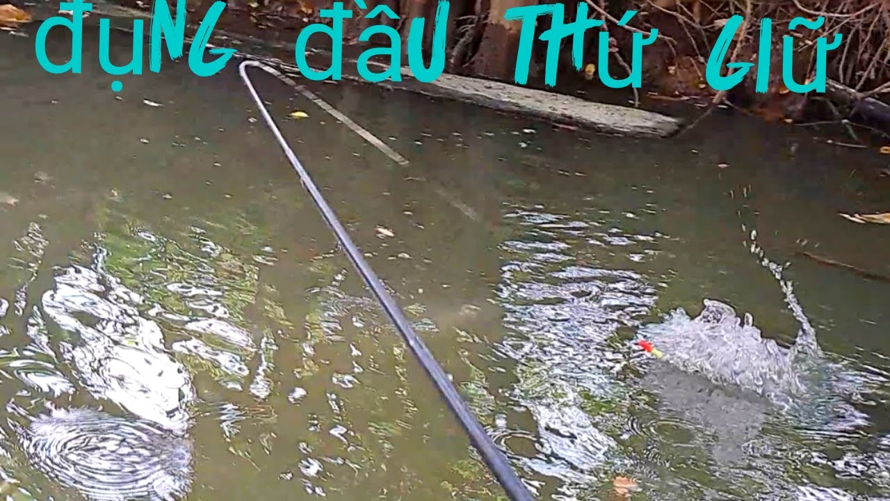 Kênh nhỏ cặp lộ N2 ,toàn hàng khủng #caucahocmon