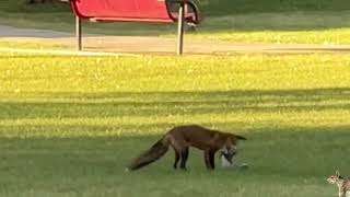 Fox hunting🐿