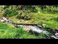 Calm River Sounds for Sleep in the Rainforest – Deep Relaxation – Stop Overthinking