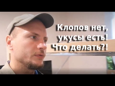 Клопов нет укусы есть, что делать