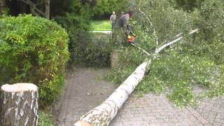 HET VELLEN VAN EEN BOOM - Trailer