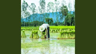 Raindrops Tranquility in Work Binaural