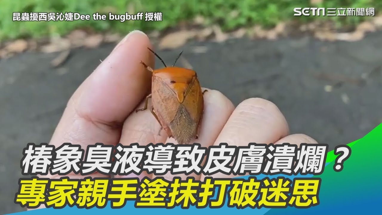 荔枝椿象臭液會導致皮膚潰爛？專家親手塗抹打破迷思｜三立新聞網SETN.com