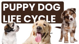 Pawsome Journey: The Life Cycle of a Dog #education