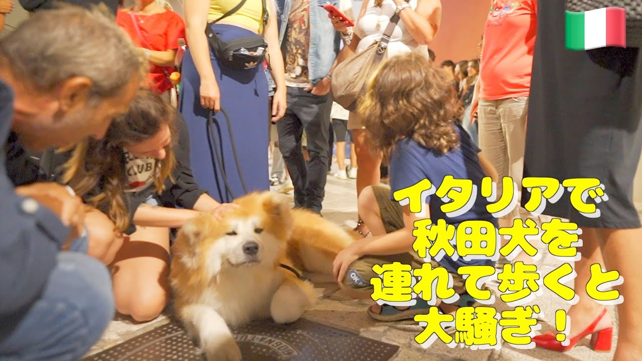 でかモフな秋田犬とイタリアの街を歩いたら なんていう犬種 かっこいい と大人気な様子がほほ笑ましい ねとらぼ