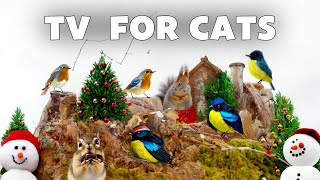 Birds Videos for Cats to Watch Birds is Sleeping on Santas Reindeer Sleigh & Bird Chirping Morning