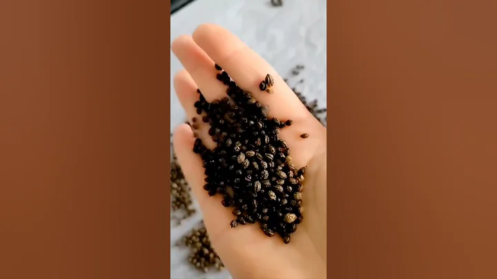 How to Use Papaya Seeds | Superfoods #shorts #papaya #zerowaste