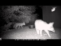 Arizona Trail Cam -  Name that Animal