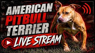 AMERICAN PIT BULL TERRIER LIVE STREAM