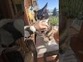 The Empress bites #cat #catvideos #catlife
