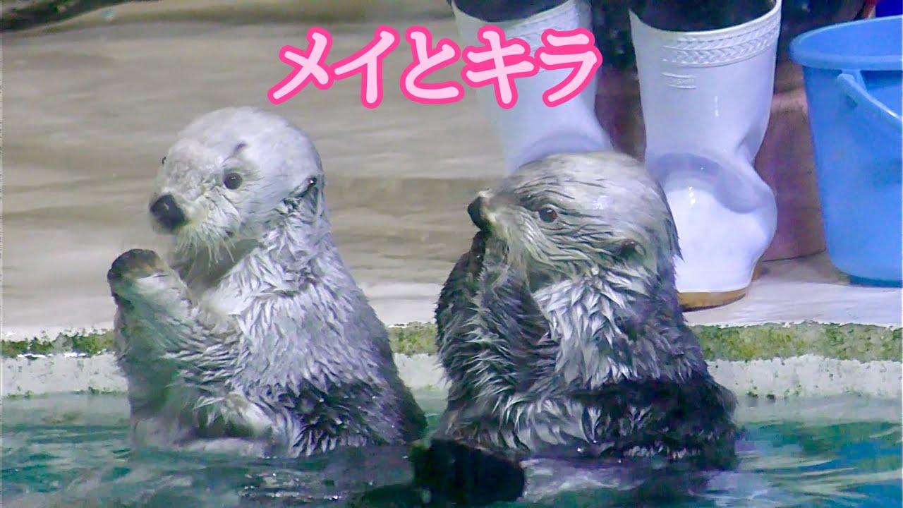 ラッコ メイちゃんとキラちゃん 並んでポーズをとりました【鳥羽水族館