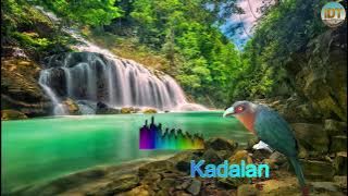 Kadalan Bersuara kuntilanak Ini Sangat Masteran Yang Sangat Mewah Dan Paling Di cari