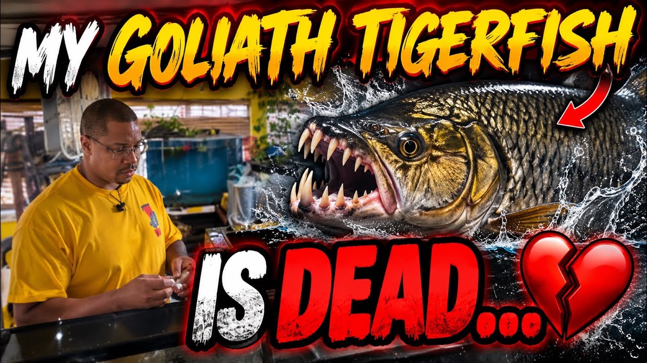💔🐟 TODAY WAS A DEVASTATING DAY AT THE FISH CORNER…