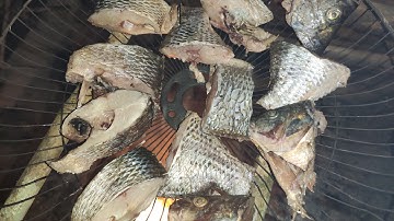 Cá Gác Bếp Tại Nhà Em Khứ - Vợ Đi Vắng |Cói Lalin