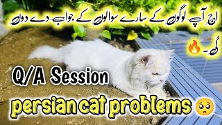 How to make Persian Cat healthy & fluffy | Persian Cat Problems | Tips for Healthy Cat | Q&A Session