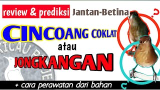 Ciri  Cincoang Coklat Jantan Betina | Cara Membedakan Jantan dan Betina Jongkangan