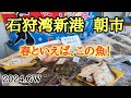 【北海道】石狩湾新港朝市で新鮮な魚介探し🐟旬の魚が破格で買えた!?