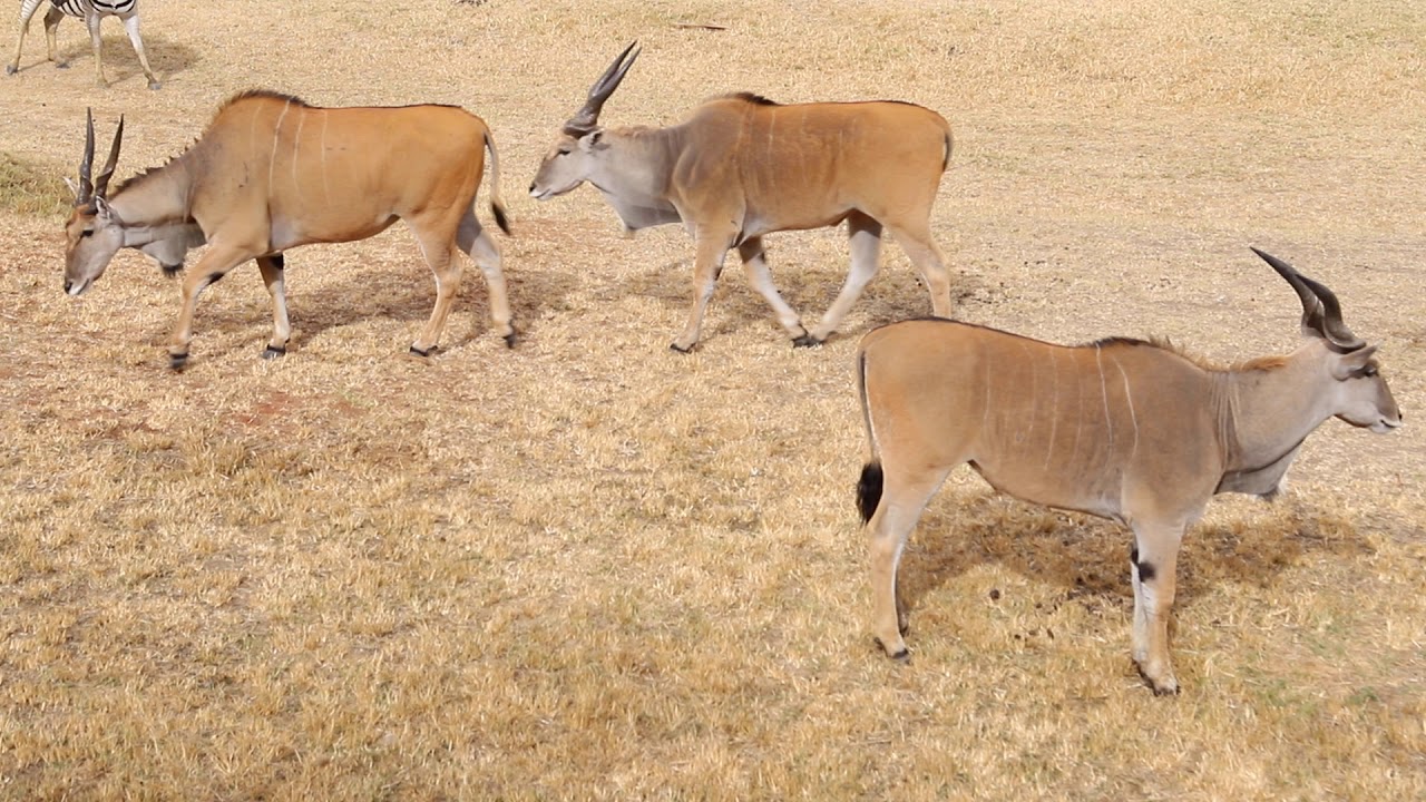 Antelope - Common Eland - African Safari - Short Video