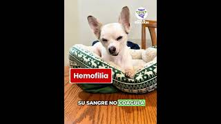 Perro Senior Llora Cada Vez Que Su Dueña Se Pone Los Zapatos