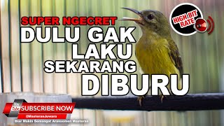 🔴 Masteran Kolibri Manggar Betina Gacor Ngeret Panjang❗️