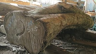 Irregular grain of teak wood full of lumps when sawing furniture materials at the sawmill