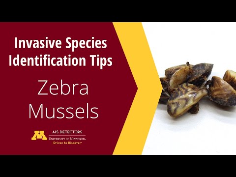 Video: River mussel (Dreissena polymorpha): description, habitat conditions and role in the ecosystem