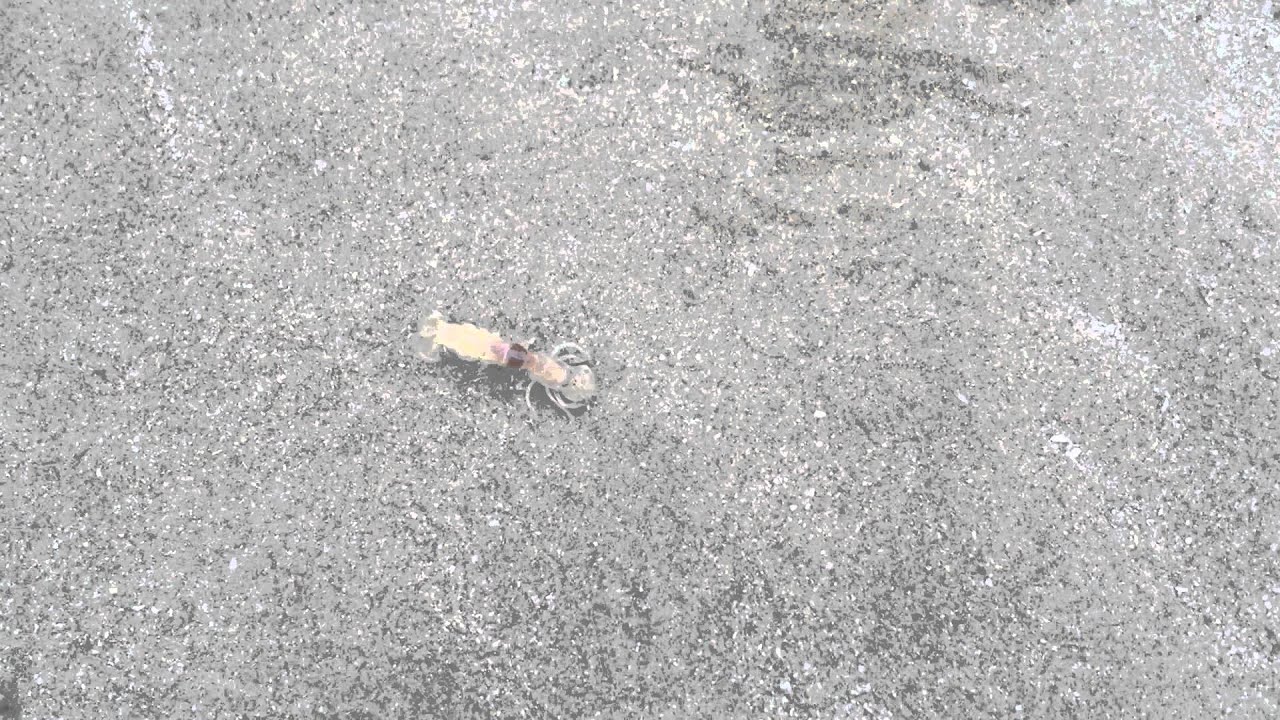 Baby Mantis Shrimp YouTube