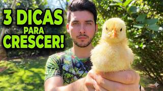 Pintinho travou? 3 segredos para acelerar o crescimento!