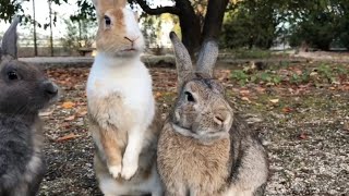 The Rabbit Stood Up On Its Hind Legs In Pure Surprise.