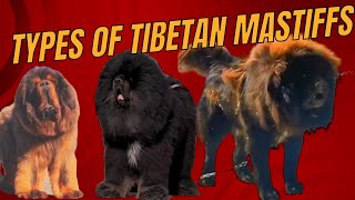TYPES OF TIBETAN MASTIFF  Real TM vs Hybrid TM!