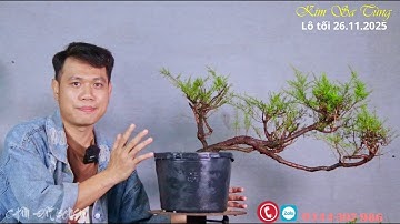 Kim Sa Tùng Lá Thơm Tự Nhiên – Cây Phong Thủy Được Người Việt Chuộng Nhất