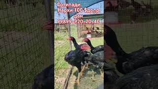 o Shamo korea aseel vietnam aseelmurga kabutar murga india shorts short yapon Shamo