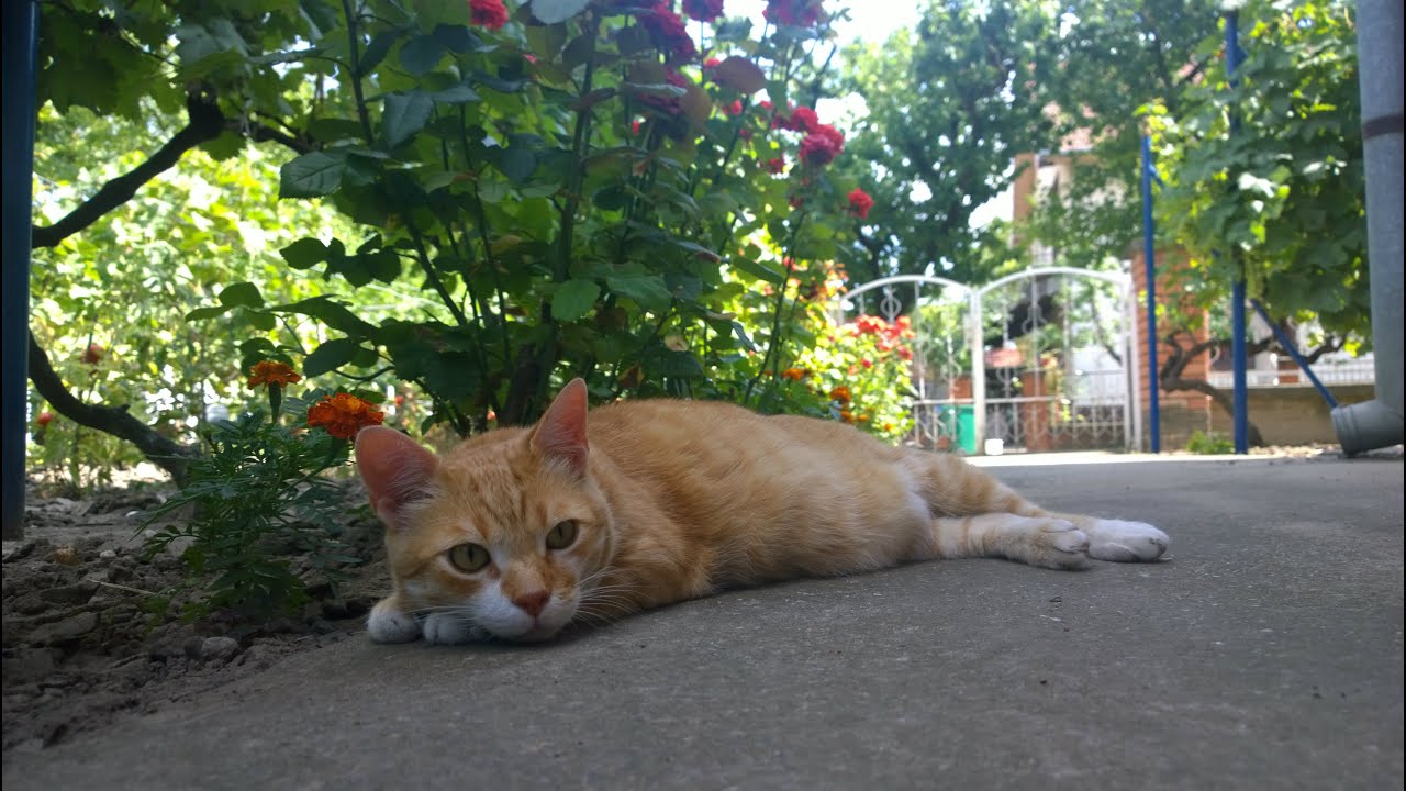 10 reasons why you should get a cat youtube