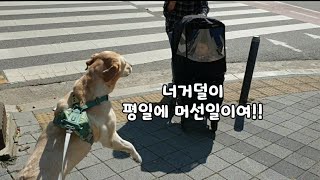 Retriever's full of excitement to see aunt and baby in an unexpected moment