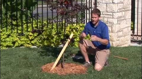 How to Stake a Tree