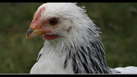 Was für Kräuter mögen Hühner am liebsten?