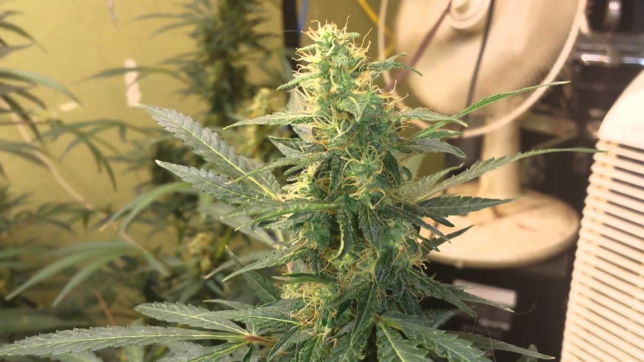 Think Different Autoflower Day 62