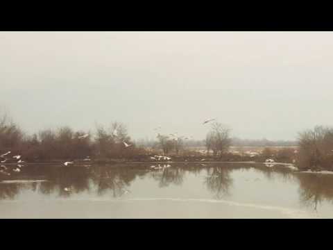 გედები ბაშში.