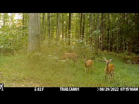 BONEYARD Wildlife | EP 16 | Appalachian Mountains Trail Camera Compilation 2022! Part 1 #nature