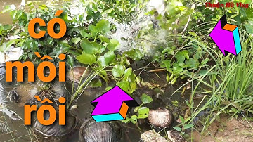 câu vịt mùa mưa // câu vịt ao nhà gặp ổ con đen mới ra lên cá quá nhanh