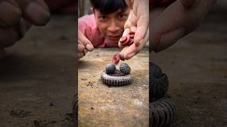 The clever jungle conqueror is herding cute twin pill millipedes and cute millipede family #shorts