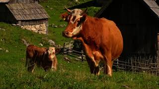 Beautiful Slovenia Cheesemaking in the Alps by Studio by Man, Dog & Cows 2,405 views 6 months ago 2 minutes, 59 seconds