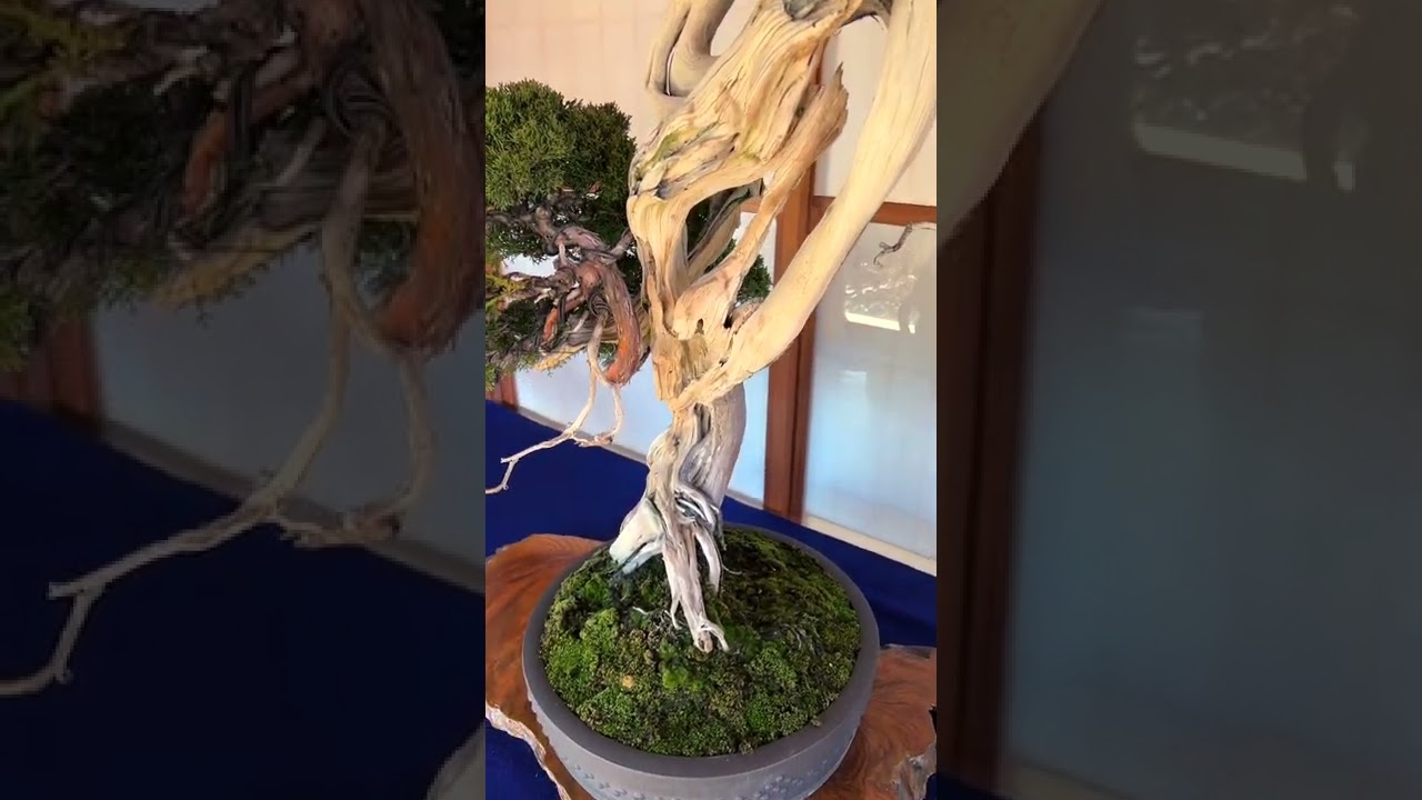 春花園 Shunkaen Beautiful Bonsai 6 Kunio Kobayashi Shorts Youtube