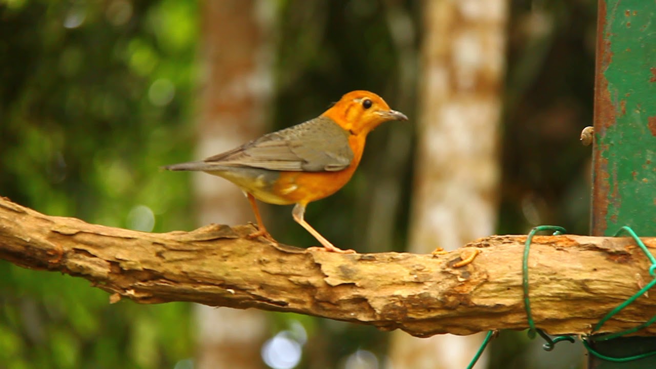 Orange-headed Thrush in Malaysia Bukit Tinggi 20120307 