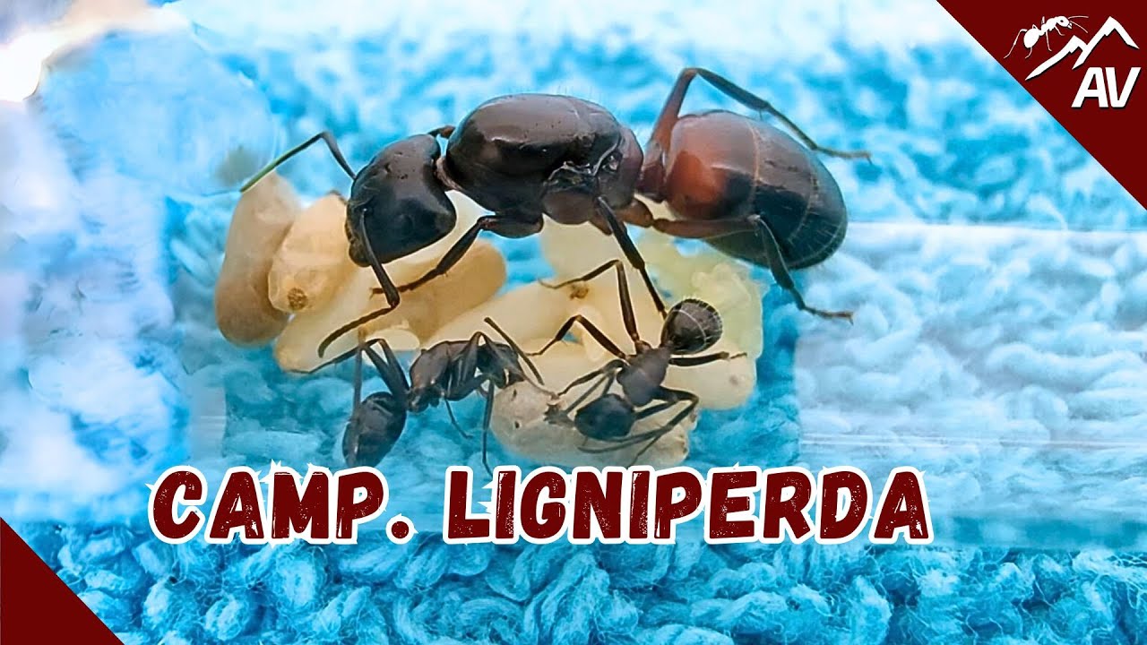 Camponotus Ligniperda | Biggest European Ants