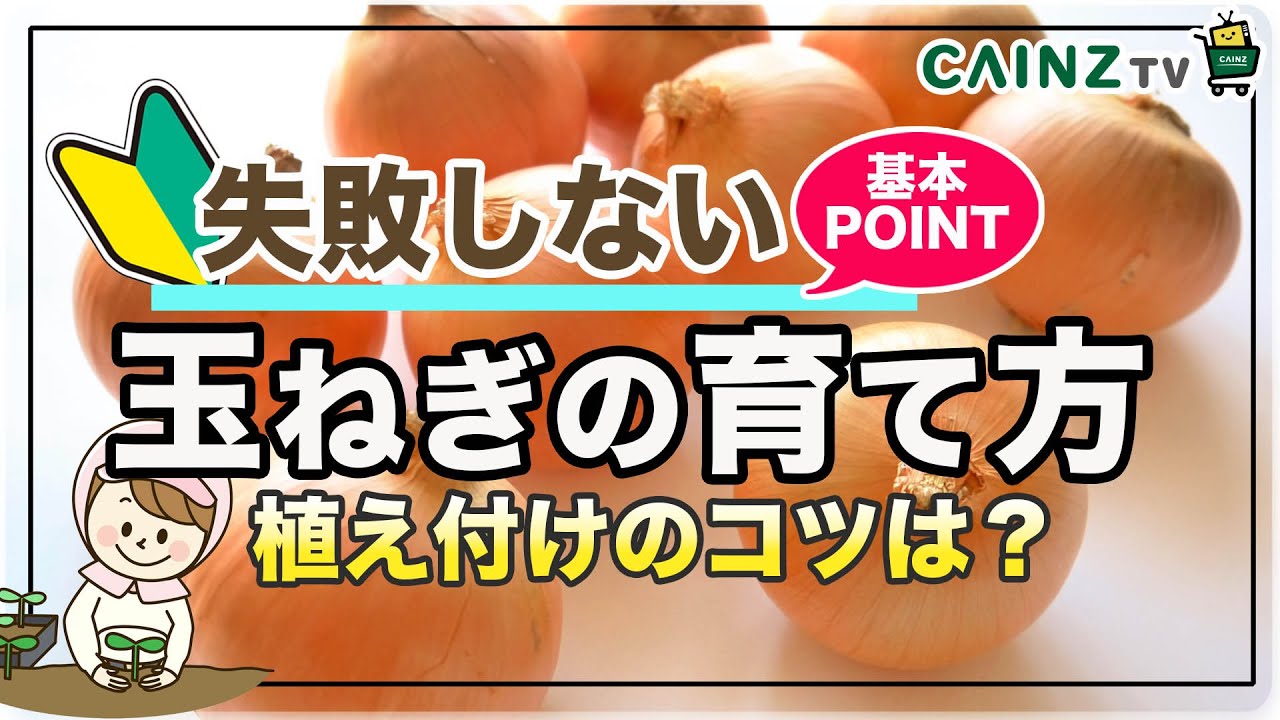 玉ねぎの育て方 秋に種苗や球根からタマネギを栽培する方法 玉葱の植え方の簡単なコツ Youtube