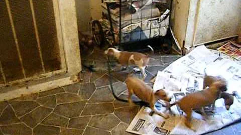 7 week old Italian Greyhound pups